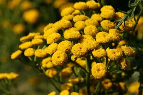 Wrotycz pospolity (Tanacetum vulgare) – właściwości, uprawa i zastosowanie 🌿🦟