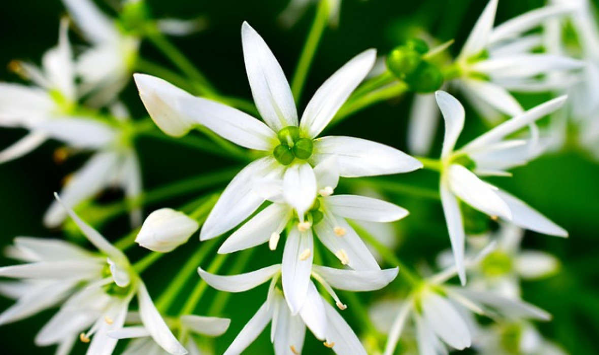 Czosnek pospolity (Allium sativum) – uprawa, właściwości i zastosowanie 🧄🌱