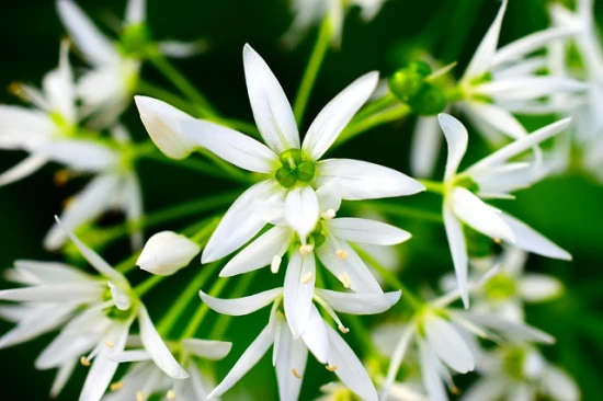 Czosnek pospolity (Allium sativum) – uprawa, właściwości i zastosowanie 🧄🌱