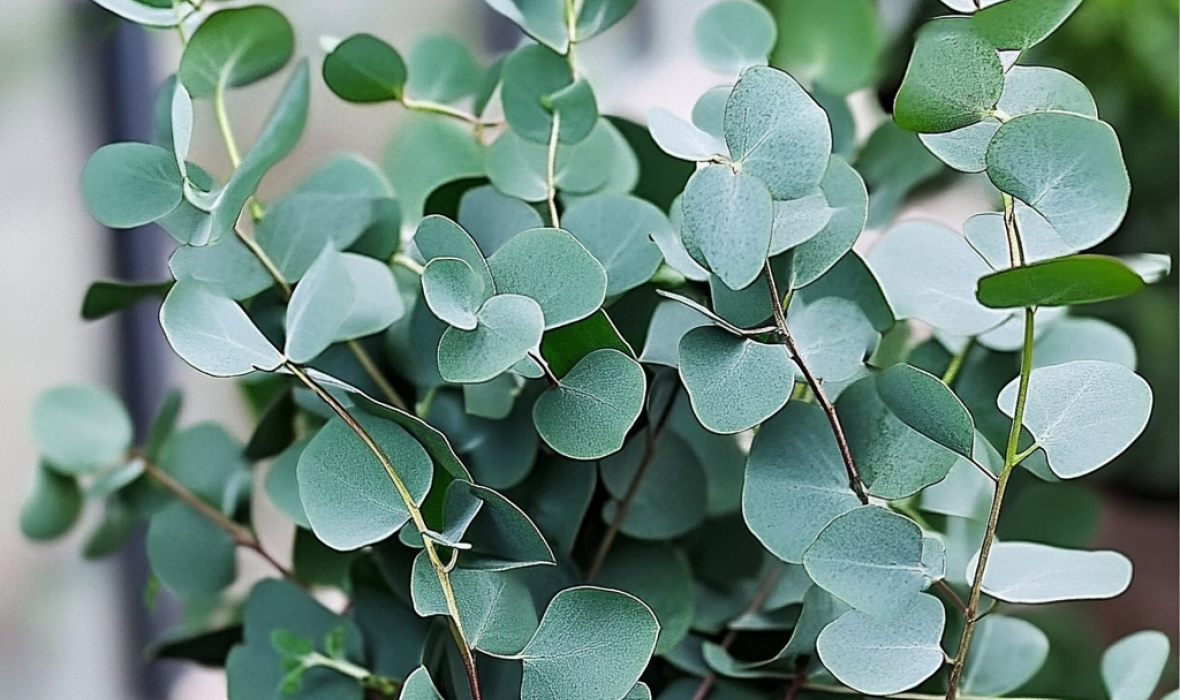 Eukaliptus (Eucalyptus) – uprawa, pielęgnacja i właściwości 🌿💙