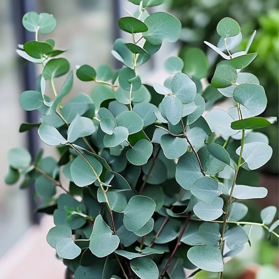 Eukaliptus (Eucalyptus) – uprawa, pielęgnacja i właściwości 🌿💙