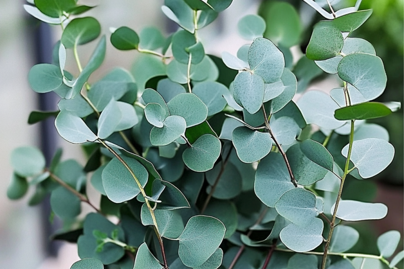 Eukaliptus (Eucalyptus) – uprawa, pielęgnacja i właściwości 🌿💙