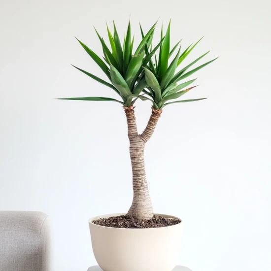 Juka gwatemalska (Yucca guatemalensis) – uprawa, pielęgnacja i zastosowanie 🌿✨