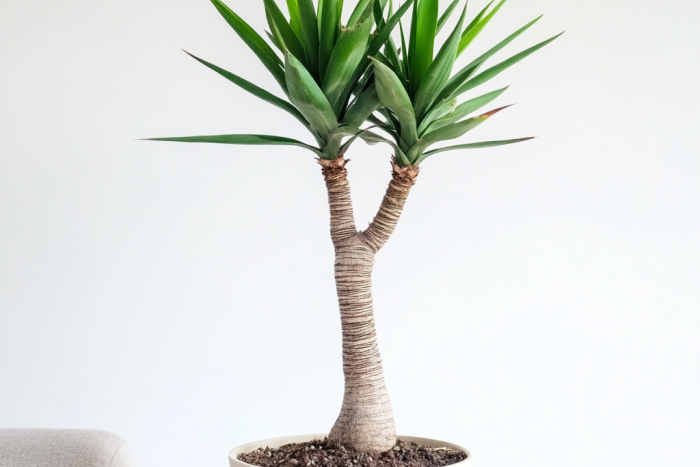 Juka gwatemalska (Yucca guatemalensis) – uprawa, pielęgnacja i zastosowanie 🌿✨