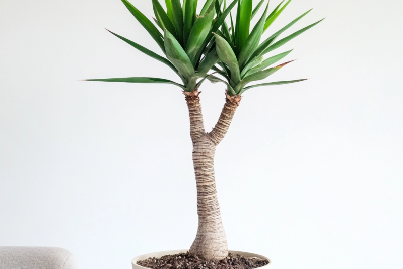Juka gwatemalska (Yucca guatemalensis) – uprawa, pielęgnacja i zastosowanie 🌿✨