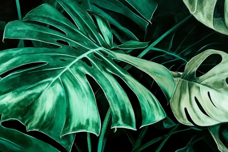 Monstera dziurawa (Monstera deliciosa) – pielęgnacja i ciekawostki na jej temat! 🌿🖤