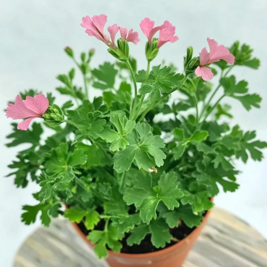 Anginka (Pelargonium graveolens) – pielęgnacja i właściwości 🌿✨