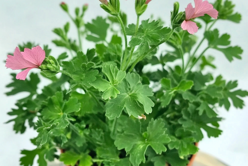 Anginka (Pelargonium graveolens) – pielęgnacja i właściwości 🌿✨