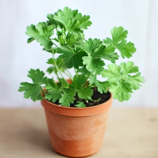 Anginka Geranium – roślina odstraszająca komary i posiadająca właściwości lecznicze!
