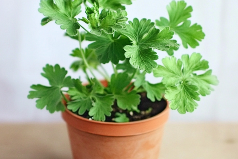 Anginka Geranium – roślina odstraszająca komary i posiadająca właściwości lecznicze!