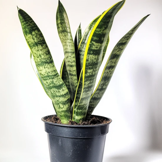 Sansewieria – najczęstsze problemy i skuteczne sposoby ich rozwiązania! 🌿❌