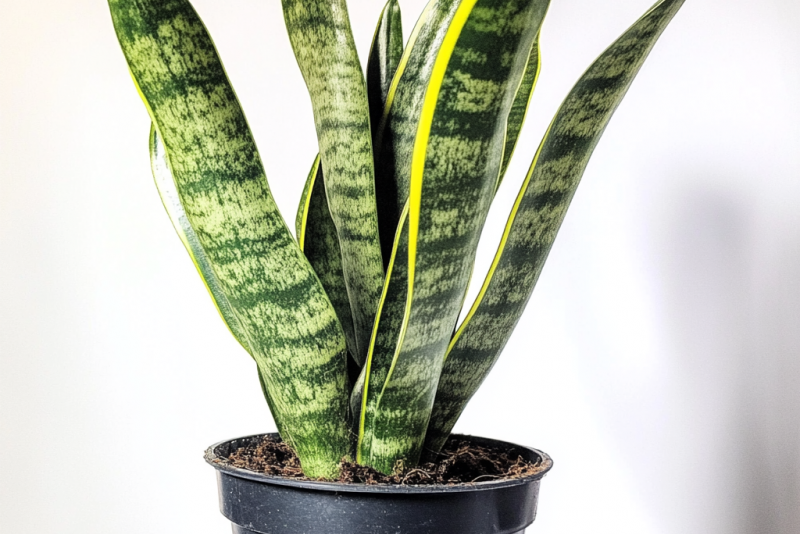 Sansewieria – najczęstsze problemy i skuteczne sposoby ich rozwiązania! 🌿❌