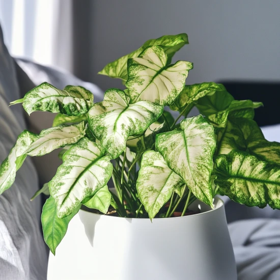 Zroślicha (Syngonium) – pielęgnacja i ciekawostki! 🌿✨