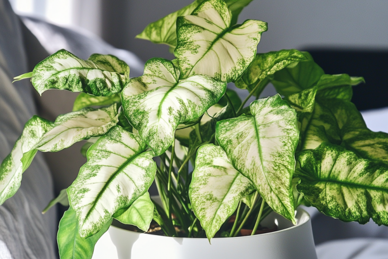 Zroślicha (Syngonium) – pielęgnacja i ciekawostki! 🌿✨