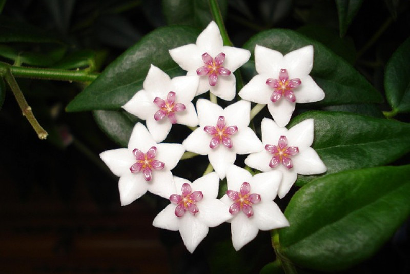 Hoja (Hoya) – pielęgnacja i ciekawostki na jej temat! 🌿✨