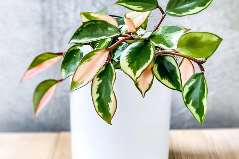 Hoja (hoya) carnosa 'Tricolor' – pielęgnacja i ciekawostki! 🌿✨