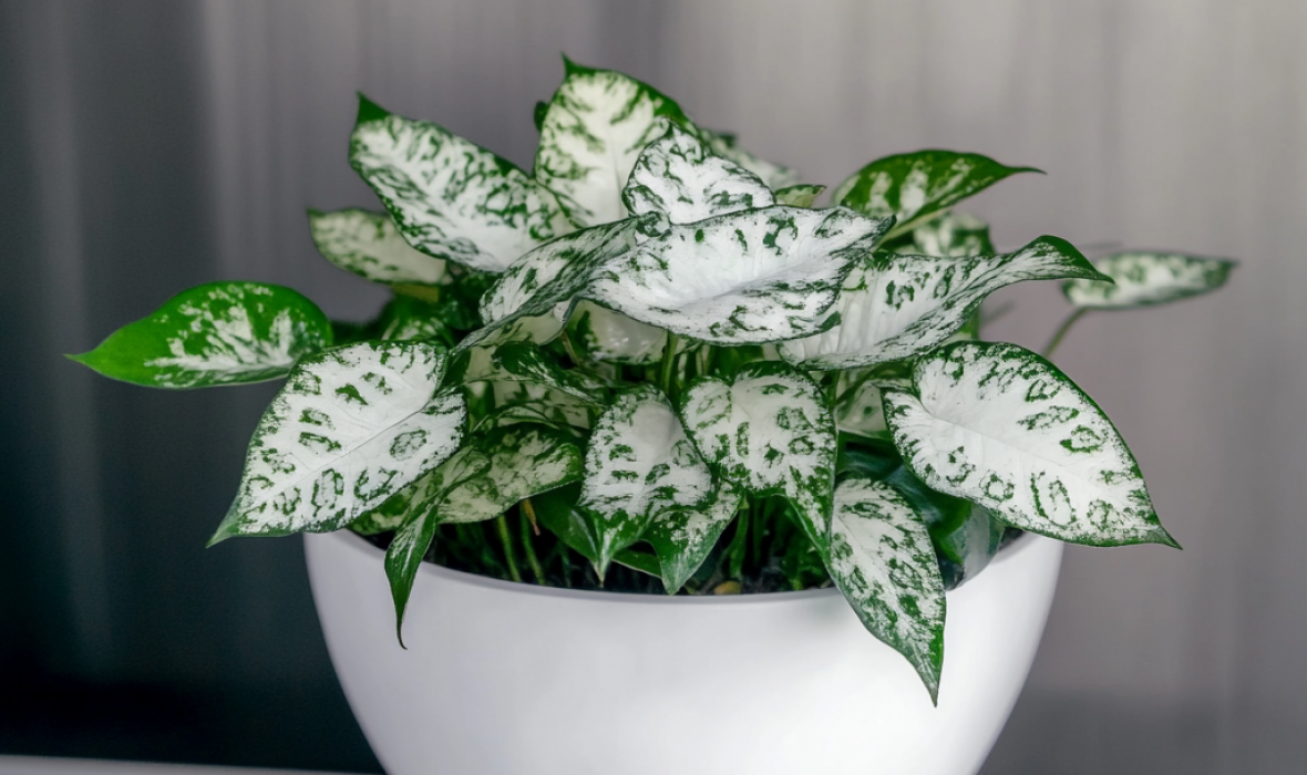 Hypoestes phyllostachya 'White' (Niedośpian kłosolistny) – pielęgnacja i ciekawostki! 🌿✨