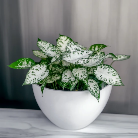 Hypoestes phyllostachya 'White' (Niedośpian kłosolistny) – pielęgnacja i ciekawostki! 🌿✨