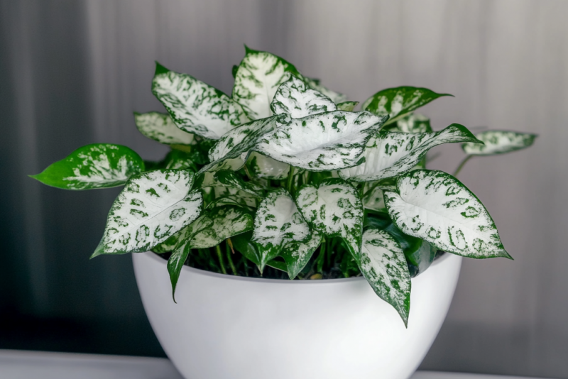Hypoestes phyllostachya 'White' (Niedośpian kłosolistny) – pielęgnacja i ciekawostki! 🌿✨