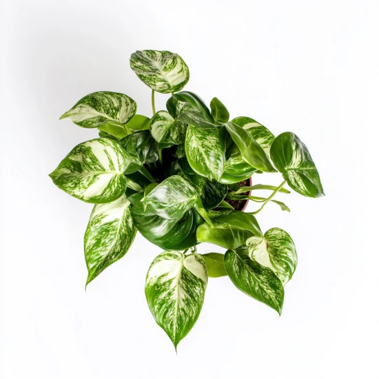 Epipremnum złociste (Epipremnum aureum) – pielęgnacja i ciekawostki! 🌿✨