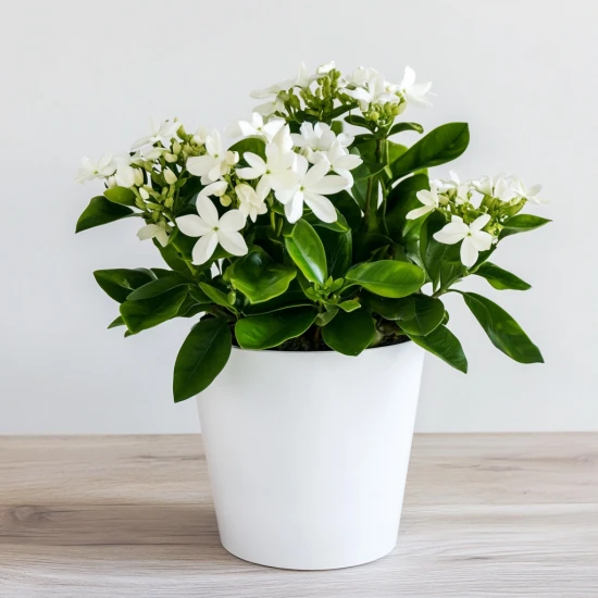 Stefanotis (Stephanotis floribunda) – odpowiednia pielęgnacja i ciekawostki! 🌿🌸