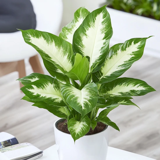 Difenbachia 'Camilla' (Dieffenbachia 'Camilla') – piękna i łatwa w uprawie roślina doniczkowa 🌿✨