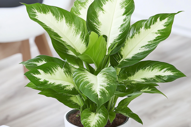 Difenbachia 'Camilla'  (Dieffenbachia 'Camilla') – piękna i łatwa w uprawie roślina doniczkowa 🌿✨
