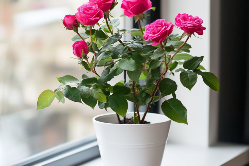 Róża chińska (Rosa chinensis) – pielęgnacja i ciekawostki! 🌹✨
