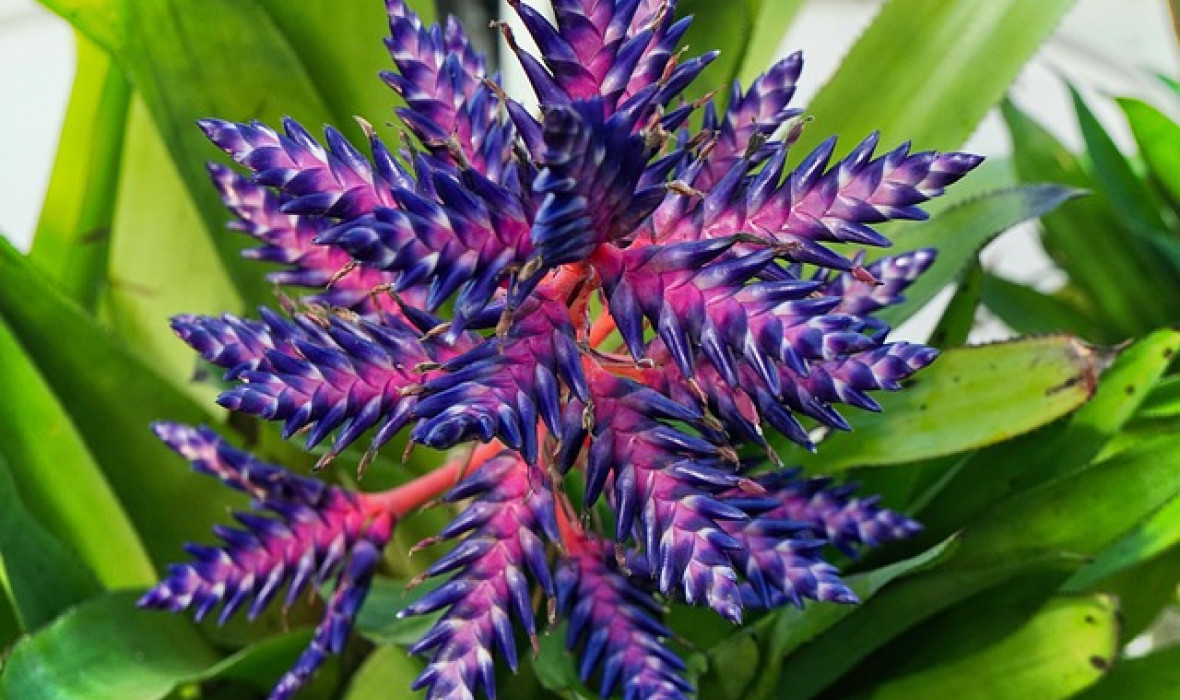 Aechmea „Blue Tango” – opis i pielęgnacja! 🌿💙