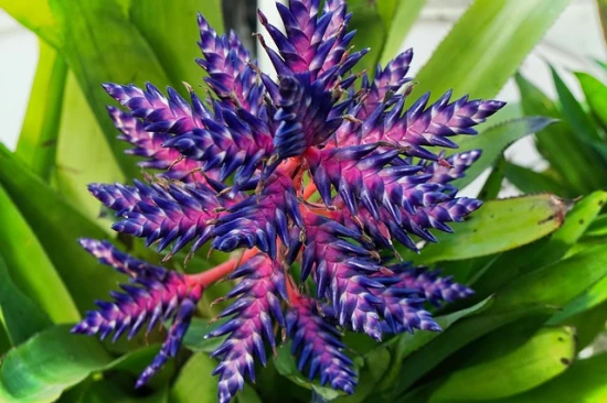 Aechmea „Blue Tango” – opis i pielęgnacja! 🌿💙