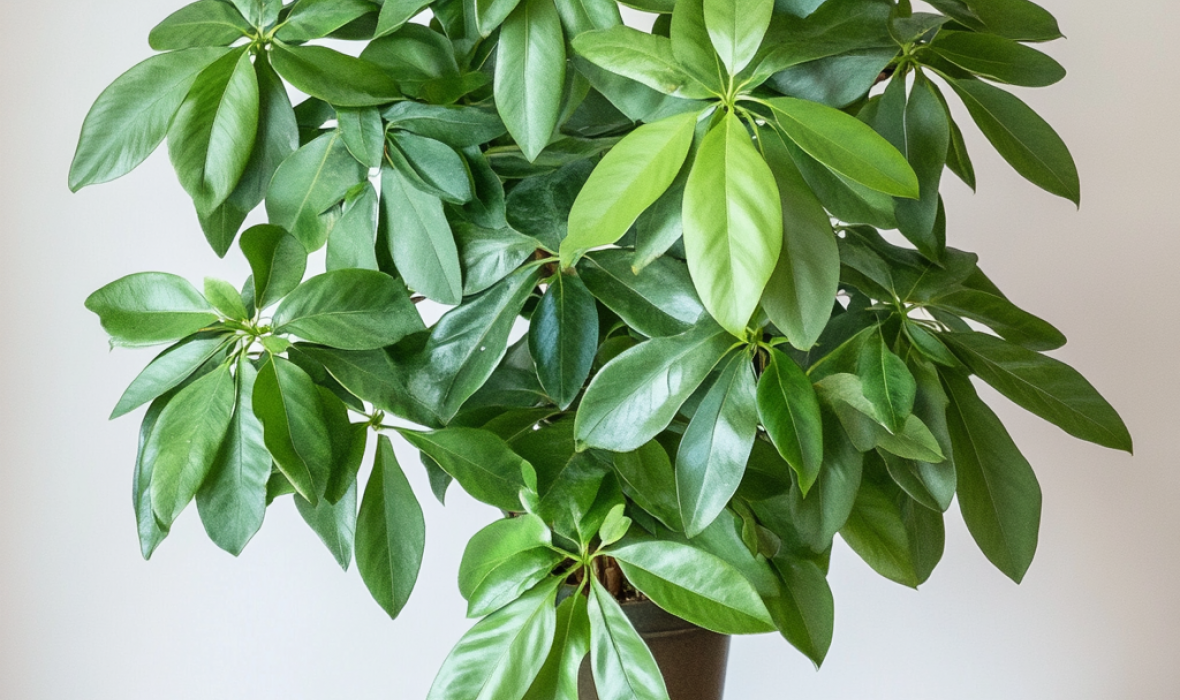 Szeflera drzewkowata (Schefflera arboricola) – pielęgnacja i ciekawostki! 🌿✨
