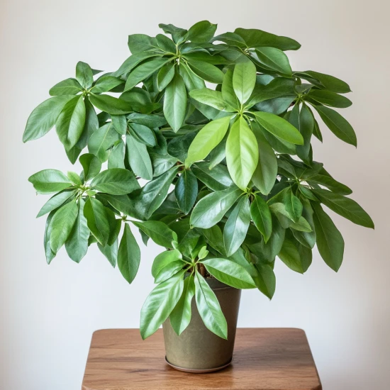 Szeflera drzewkowata (Schefflera arboricola) – pielęgnacja i ciekawostki! 🌿✨