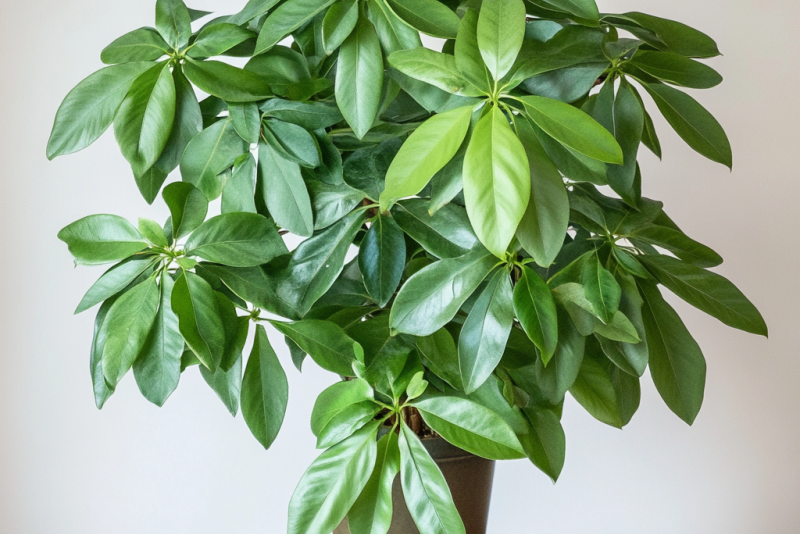 Szeflera drzewkowata (Schefflera arboricola) – pielęgnacja i ciekawostki! 🌿✨