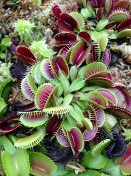 Muchołówka (Dionaea muscipula) – odpowiednia pielęgnacja! 🪰🌿