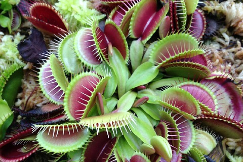 Muchołówka (Dionaea muscipula) – odpowiednia pielęgnacja! 🪰🌿