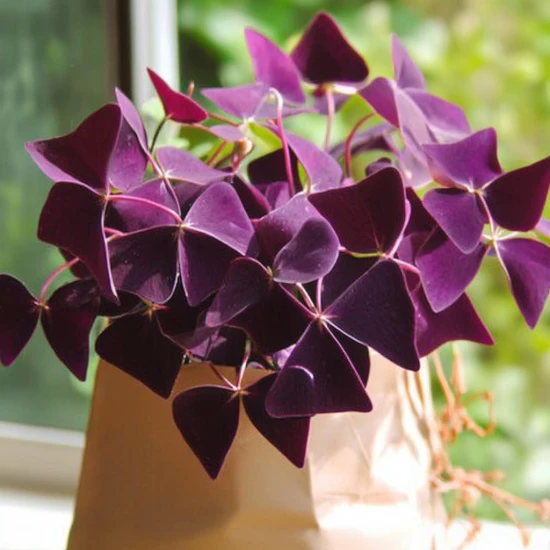 Szczawik trójkątny (Oxalis triangularis) – pielęgnacja i ciekawostki na jego temat! 🌿✨
