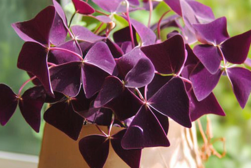 Szczawik trójkątny (Oxalis triangularis) – pielęgnacja i ciekawostki na jego temat! 🌿✨