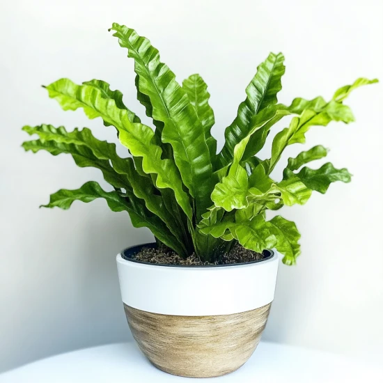 Zanokcica (Asplenium) – pielęgnacja i ciekawostki na jej temat! 🌿✨