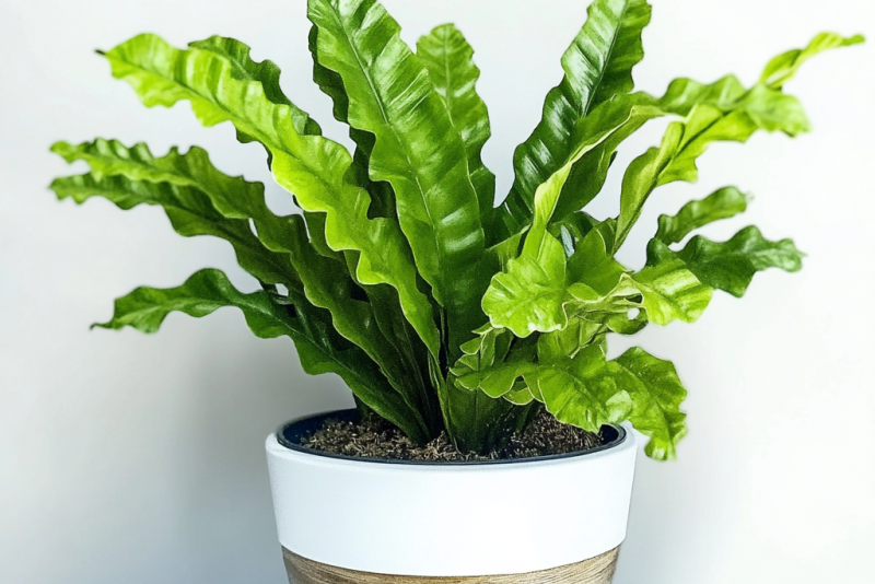 Zanokcica (Asplenium) – pielęgnacja i ciekawostki na jej temat! 🌿✨