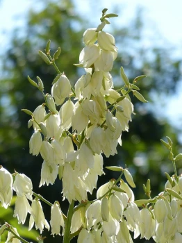Juka Karolińska Ogrodowa (Yucca filamentosa) – pielęgnacja i ciekawostki! 🌿✨