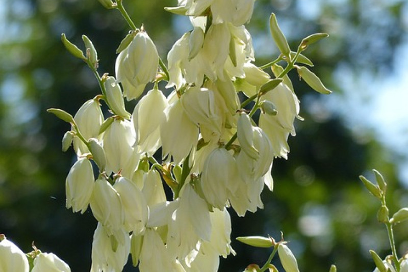 Juka Karolińska Ogrodowa (Yucca filamentosa) – pielęgnacja i ciekawostki! 🌿✨