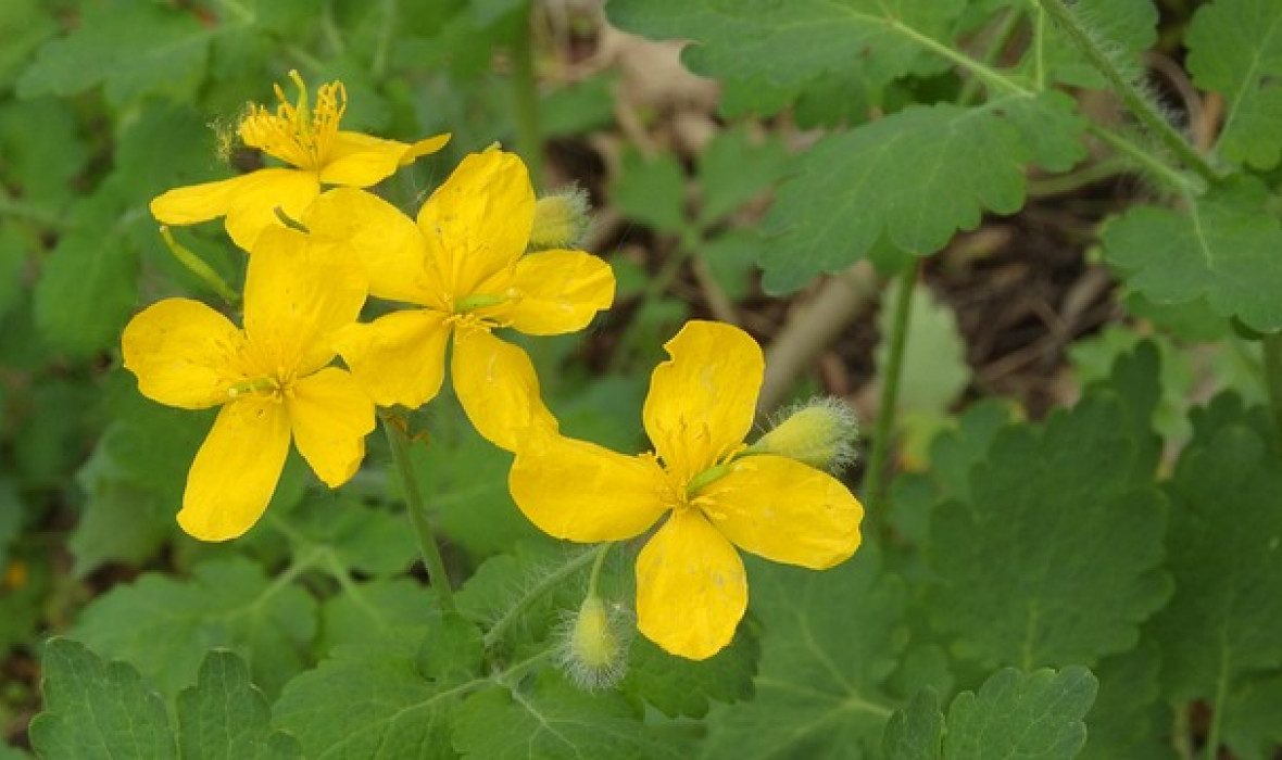 Glistnik jaskółcze ziele (Chelidonium majus) – właściwości, uprawa i ciekawostki! 🌿✨
