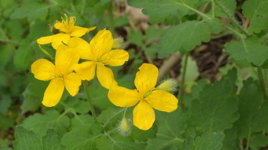 Glistnik jaskółcze ziele (Chelidonium majus) – właściwości, uprawa i ciekawostki! 🌿✨