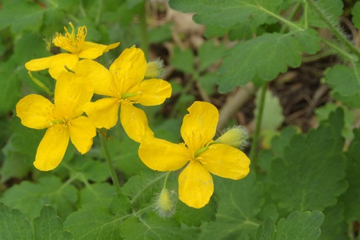 Glistnik jaskółcze ziele (Chelidonium majus) – właściwości, uprawa i ciekawostki! 🌿✨