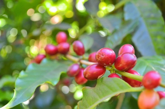 Kawa, kawowiec, kawa arabska – uprawa doniczkowa ☕🌱