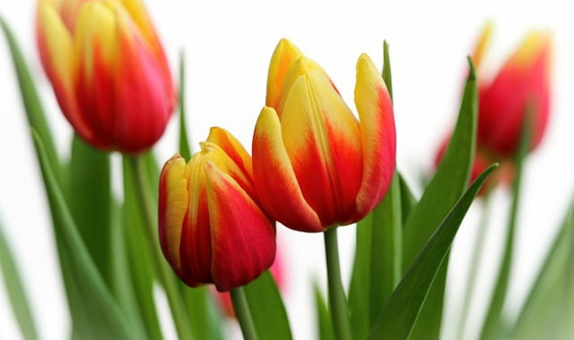 Tulipan 'Apeldoorn’s Elite' – Król wiosennych rabat 🌷