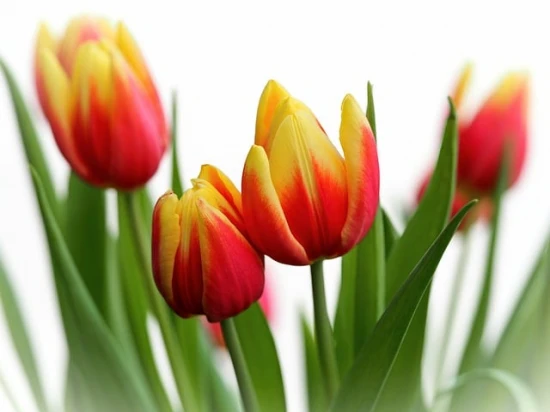 Tulipan 'Apeldoorn’s Elite' – Król wiosennych rabat 🌷