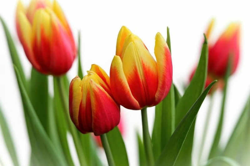 Tulipan 'Apeldoorn’s Elite' – Król wiosennych rabat 🌷