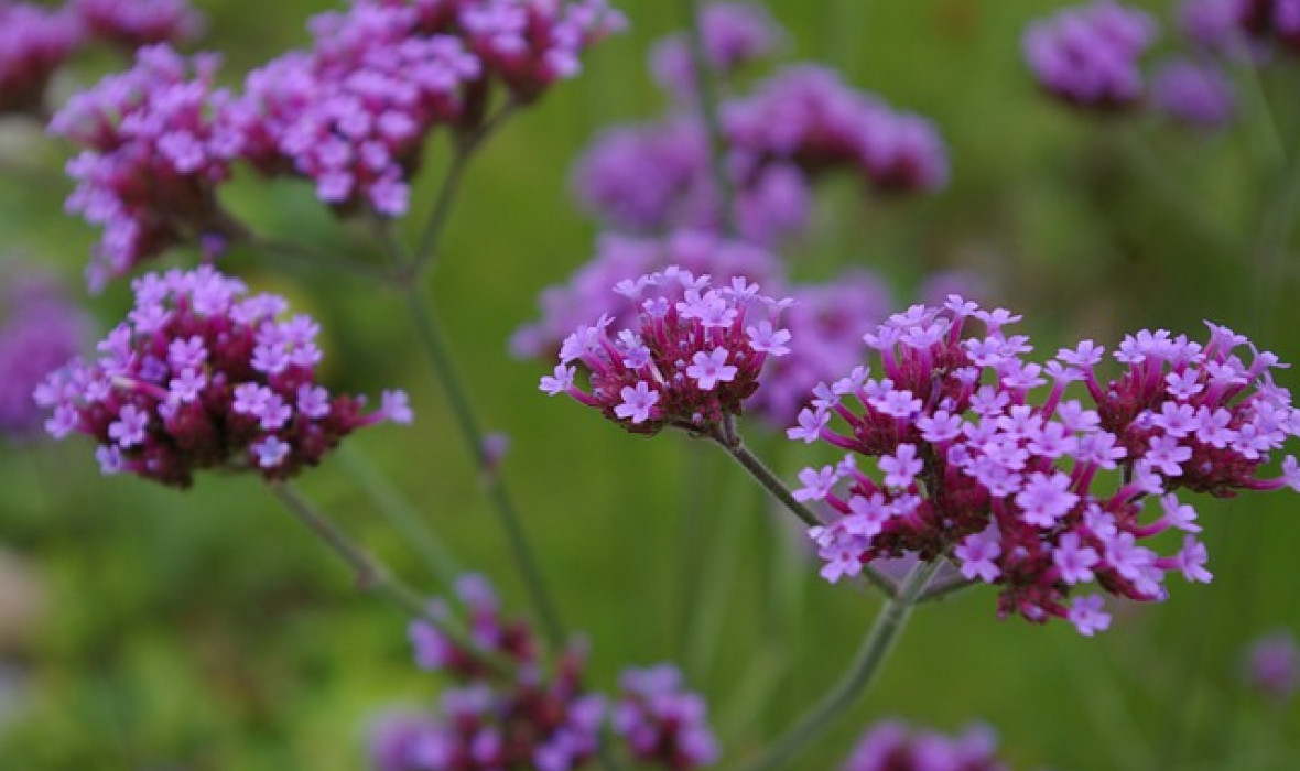 Werbena pospolita (Verbena officinalis) – właściwości, uprawa i zastosowanie 🌿