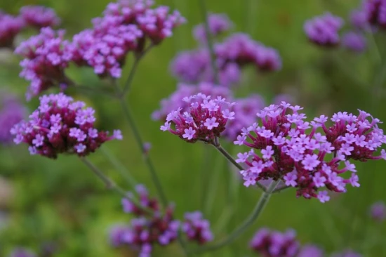 Werbena pospolita (Verbena officinalis) – właściwości, uprawa i zastosowanie 🌿